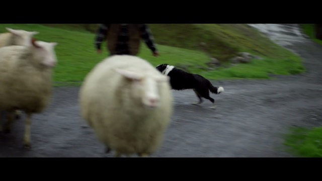 Video Reference: sheep, sheep, herd, cow goat family, fauna, goats, livestock, grass, pasture, goat