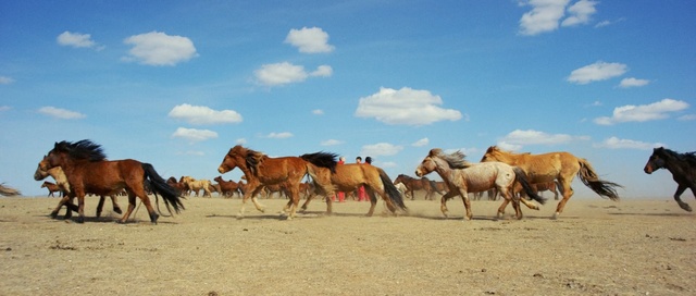 Video Reference: herd, ecosystem, horse, sky, horse like mammal, mustang horse, ecoregion, steppe, grassland, mare
