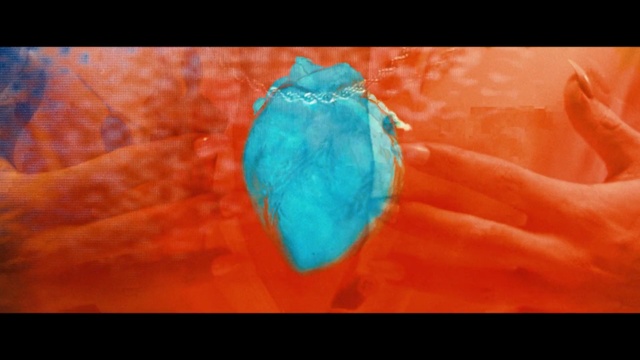 Video Reference: orange, close up, macro photography, turquoise, organism, computer wallpaper
