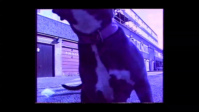 Video Reference: Purple, Violet, Blue, Photograph, Snapshot, Electric blue, Cobalt blue, Display device, Human, Photography