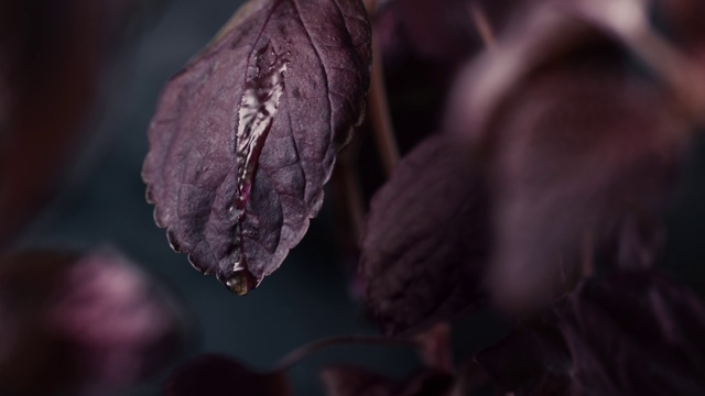 Video Reference: Leaf, Purple, Violet, Close-up, Macro photography, Water, Botany, Plant, Flower, Branch, Indoor, Small, Sitting, Looking, Dark, Black, Dog, Standing, Close, Red, White, Holding, Table, Yellow, Cat, Blurry, Room