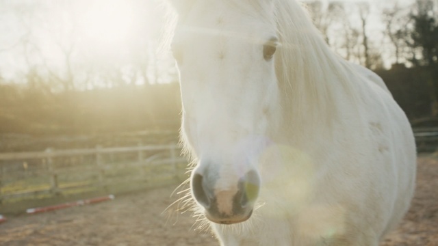 Video Reference: Nose, Horse, Mane, Close-up, Snout, Grass, Mare, Livestock, Mustang horse, Pony
