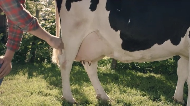 Video Reference: Dairy cow, Bovine, Pasture, Grazing, Grass, Natural environment, Cow-goat family, Dairy, Meadow, Livestock