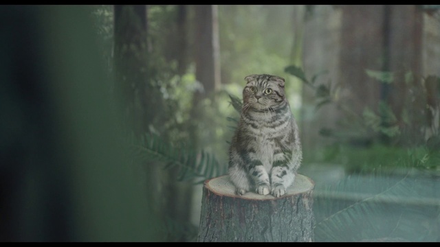 Video Reference: Owl, Wildlife, Felidae, Organism, Adaptation, Snout, Whiskers, Tree, Photography, Trunk, Animal, Sitting, Cat, Looking, Window, Photo, Small, Front, White, Grey, Glass, Black, Standing, Mirror, Perched, Reflection, Bird, Vase, Carnivore
