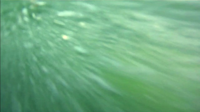 Video Reference: green, water, grass, leaf, close up, underwater, grass family, sunlight, water resources, wave