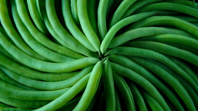 Video Reference: Green, Leaf, Close-up, Plant, Botany, Legume, Photography, Vegetable, Hose, Macro photography
