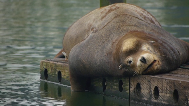 Video Reference: Vertebrate, Mammal, Seal, California sea lion, Harbor seal, Wildlife, Steller sea lion, Snout, Marine mammal, Terrestrial animal