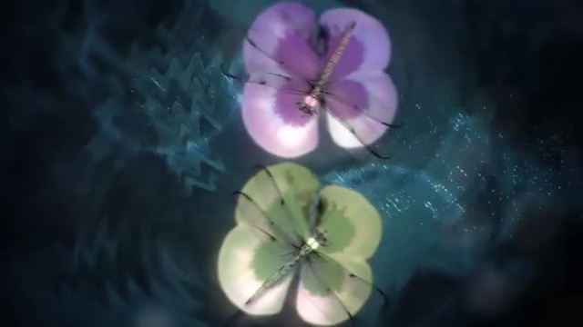 Video Reference: Petal, Flower, Plant, Still life photography, Sky, Morning glory, Wildflower, Flowering plant, Photography, Morning glory family, Person