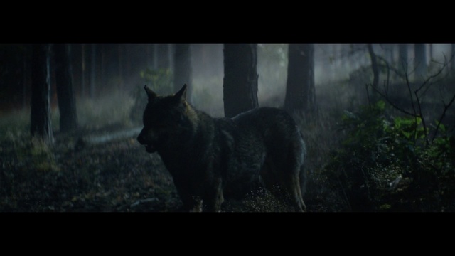 Video Reference: Black, Wildlife, Wolf, Canidae, Darkness, Carnivore, Dog breed, Screenshot, Fiction, Woodland