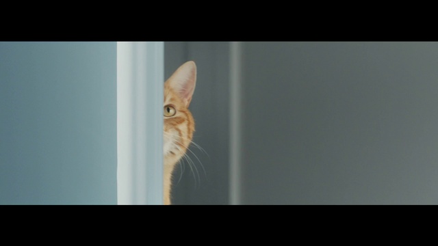 Video Reference: Cat, Felidae, Small to medium-sized cats, Whiskers, Organism, Wildlife, Photo caption, Carnivore, Ear, Fur