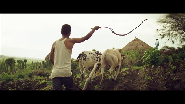 Video Reference: Bovine, Working animal, Herder, Adaptation, Rural area, Pasture, Human, Photography, Stock photography, Wildlife, Person