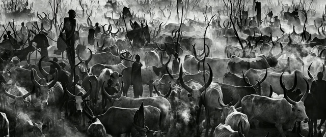 Video Reference: Black-and-white, Monochrome photography, Monochrome, Photography, Stock photography, Herd, Plant, Wildlife, Bovine, Style