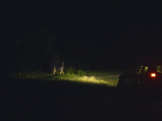 Video Reference: Black, Night, Darkness, Light, Atmospheric phenomenon, Sky, Automotive lighting, Lighting, Headlamp, Atmosphere