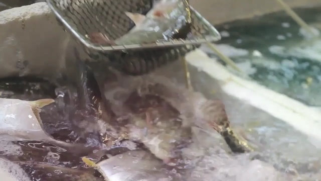 Video Reference: fish, fishing, water 