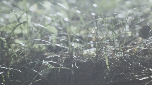 Video Reference: water, vegetation, grass, flora, moisture, grass family, morning, branch, close up, sunlight