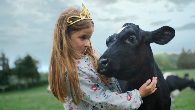 Video Reference: cattle like mammal, grass, snout, ox, livestock, dairy cow, fun, pasture, cow goat family, girl