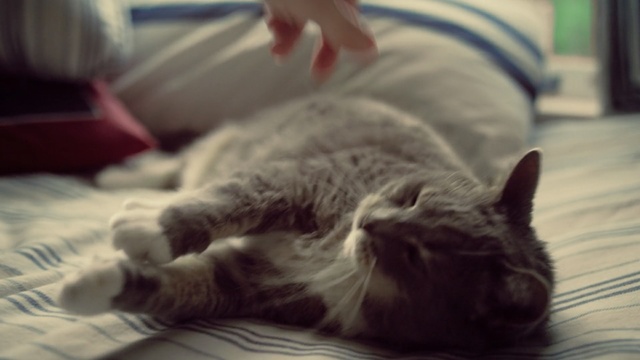 Video Reference: cat, whiskers, skin, mammal, small to medium sized cats, vertebrate, cat like mammal, nap, snout, fur