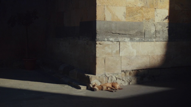 Video Reference: Wall, Light, Shadow, Room, Cat, Tints and shades, Still life photography, Visual arts, Window, Art