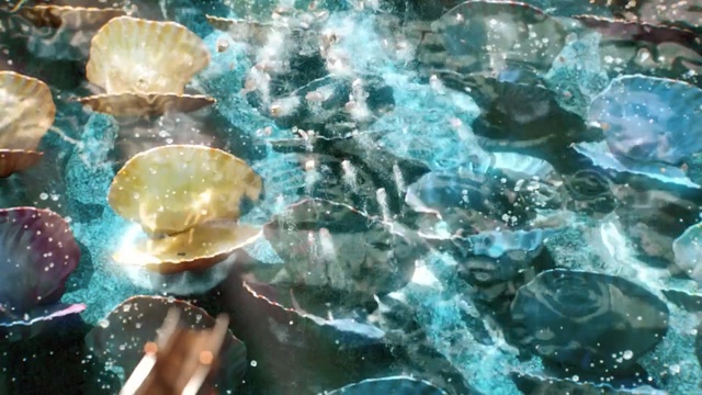 Video Reference: water, marine biology, organism, fun, underwater, coral reef, computer wallpaper