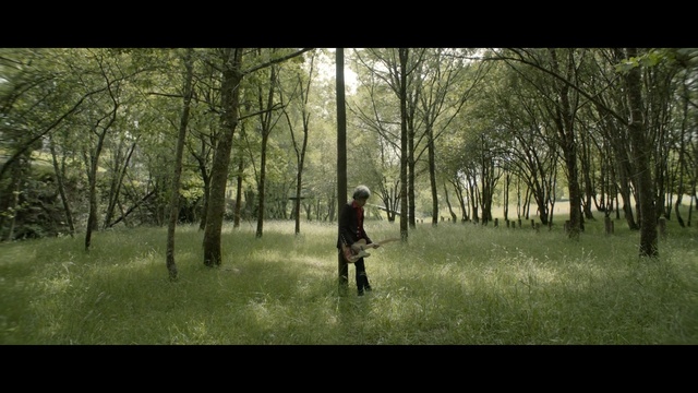 Video Reference: People in nature, Woodland, Nature, Forest, Natural environment, Tree, Natural landscape, Biome, Grove, Woody plant, Person