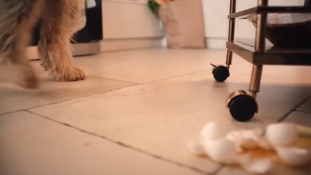 Video Reference: Floor, Dog, Canidae, Flooring, Puppy, Laminate flooring, Dog breed, Carnivore, Hardwood, Shih tzu