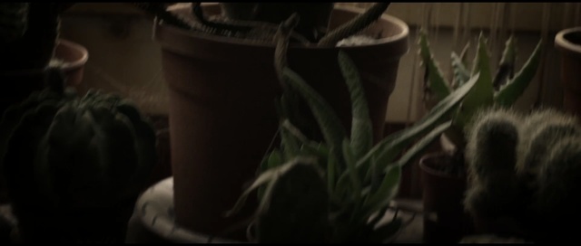 Video Reference: Black, Still life photography, Footwear, Shoe, Photography, Houseplant, Font, Plant, Boot, Plant stem