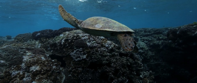 Video Reference: sea turtle, turtle, ecosystem, underwater, marine biology, loggerhead, coral reef, reef, organism, tortoise