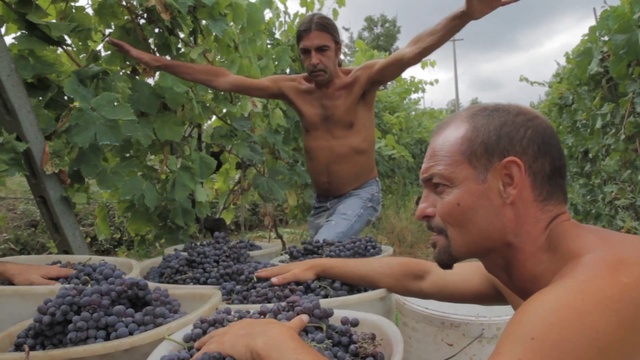 Video Reference: Grape, Plant, Grapevine family, Food, Tree, Fruit, Vitis, Barechested, Berry
