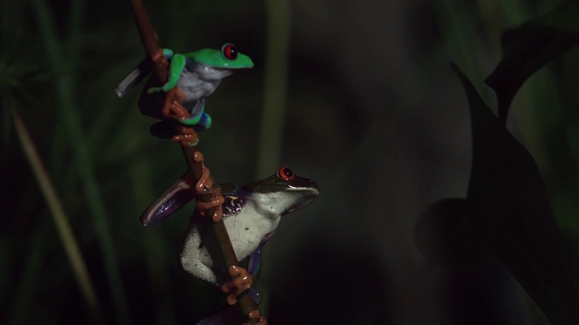 Video Reference: Natural environment, Tree frog, Frog, Amphibian, Leaf, Organism, Tree, Branch, Plant, Darkness