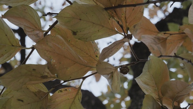 Video Reference: leaf, deciduous, plant, autumn, tree, flora, branch, sunlight, twig, plane tree family, Person