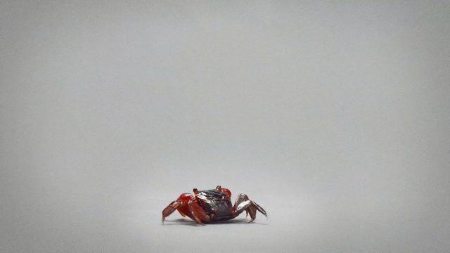 Video Reference: Crab, Red, Decapoda, Invertebrate, Crustacean, Freshwater crab, Ocypodidae, Arthropod, Photography, Seafood