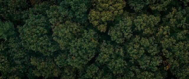Video Reference: Green, Vegetation, Forest, Plant, Grass, Tree, Rainforest, Kale, Photography