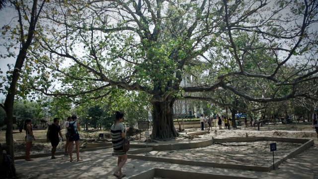 Video Reference: Tree, Woody plant, Public space, Plant, Leisure, Adaptation, Architecture, Park, Branch, Walkway