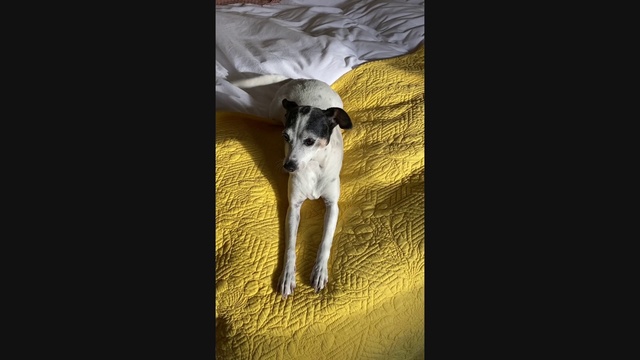 Video Reference: Dog, Canidae, Yellow, Carnivore, Whippet, Dog breed, Fox terrier, Puppy, Sporting Group, Fawn