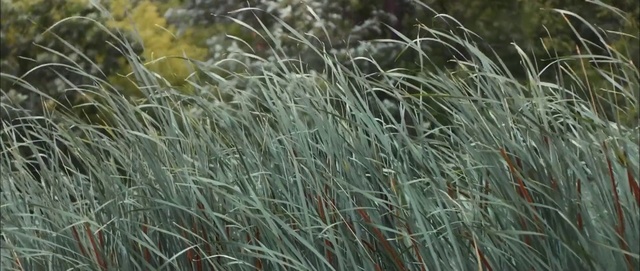 Video Reference: Grass, Plant, Vegetation, Grass family, Chrysopogon zizanioides, Elymus repens, Teff, Phragmites, Sweet grass, Terrestrial plant