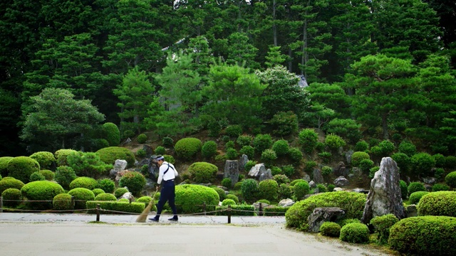 Video Reference: nature, green, garden, plant, vegetation, tree, botanical garden, grass, flora, leaf