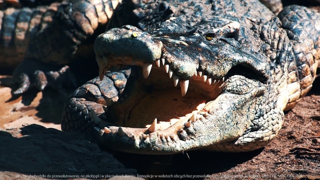 Video Reference: Crocodilia, Crocodile, Reptile, Saltwater crocodile, Alligator, Nile crocodile, American alligator, Jaw, American crocodile, Mouth
