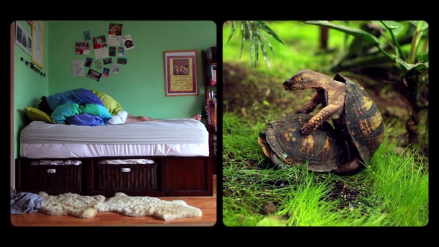 Video Reference: Organism, Adaptation, Room, Reptile, Furniture
