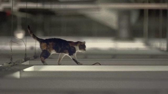 Video Reference: fauna, small to medium sized cats, snapshot, cat, cat like mammal, wildlife, snout, tail, street dog, whiskers, Person