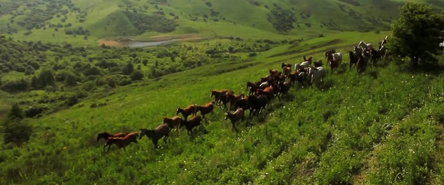 Video Reference: grassland, pasture, ecosystem, nature reserve, herd, wilderness, grazing, grass, hill station, hill