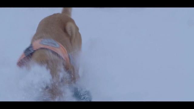 Video Reference: dog like mammal, dog, mammal, vertebrate, dog breed group, dog breed, freezing, geological phenomenon, sky, snow