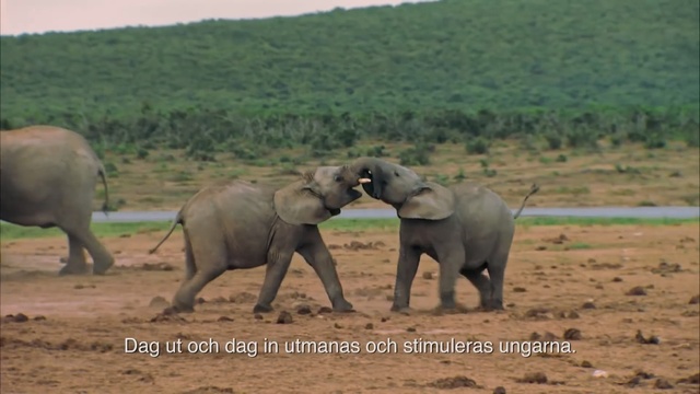 Video Reference: Terrestrial animal, Elephants and Mammoths, Mammal, Wildlife, Vertebrate, Indian elephant, African elephant, Safari, Nature reserve, Adaptation