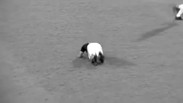 Video Reference: Canidae, Sporting Group, Dog breed, Jack russell terrier, Photography, Boston terrier, Carnivore, Non-Sporting Group