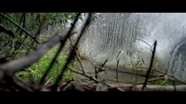 Video Reference: Nature, Tree, Forest, Natural environment, Woodland, Vegetation, Nature reserve, Branch, Wildlife, Wilderness