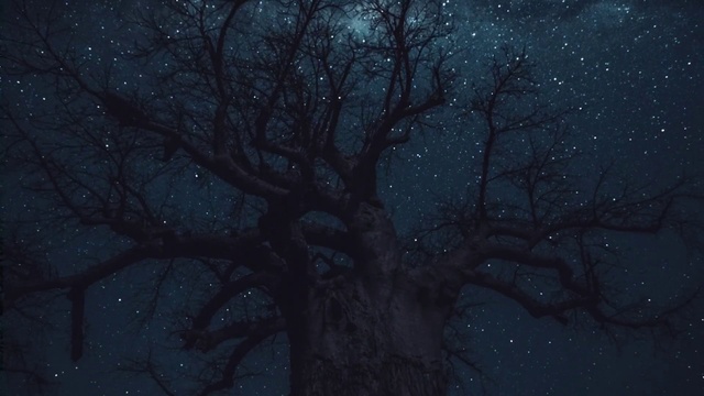 Video Reference: Blue, Black, Nature, Tree, Sky, Branch, Atmosphere, Atmospheric phenomenon, Darkness, Night