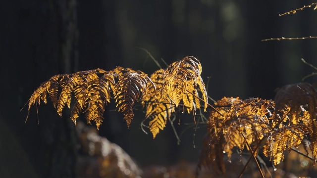 Video Reference: Leaf, Grass family, Sky, Plant, Branch, Tree, Phragmites, Grass, Close-up, Sunlight