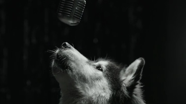 Video Reference: Black, Black-and-white, Canidae, Monochrome, Whiskers, Dog breed, Dog, Snout, Carnivore, Darkness