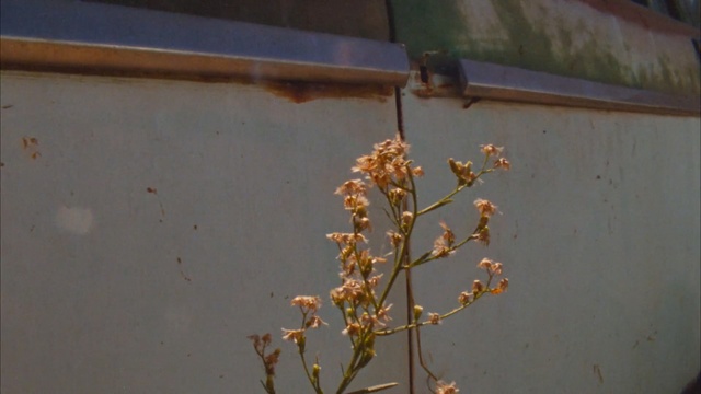 Video Reference: Plant, Flower, Twig, Branch, Plant stem