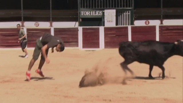 Video Reference: bull, placental, mammal, beach, sand, Person