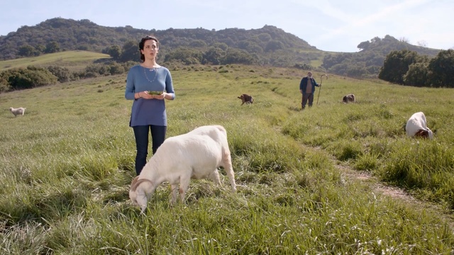 Video Reference: grassland, pasture, ecosystem, grazing, herd, goats, grass, field, hill, rural area, Person